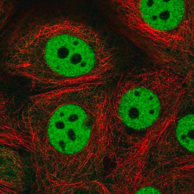 Anti-CSTF1 antibody produced in rabbit