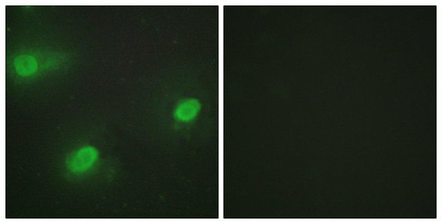 Anti-CSTF2 antibody produced in rabbit