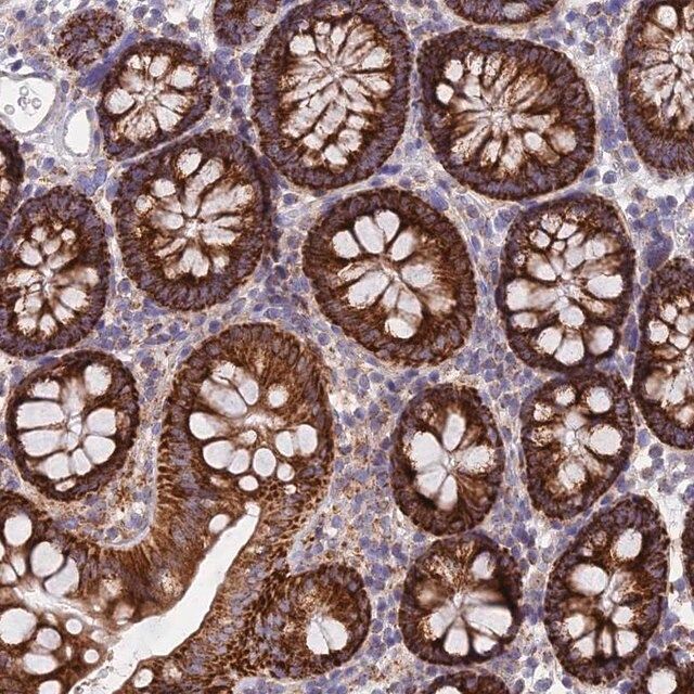 Anti-CSPG4 antibody produced in rabbit