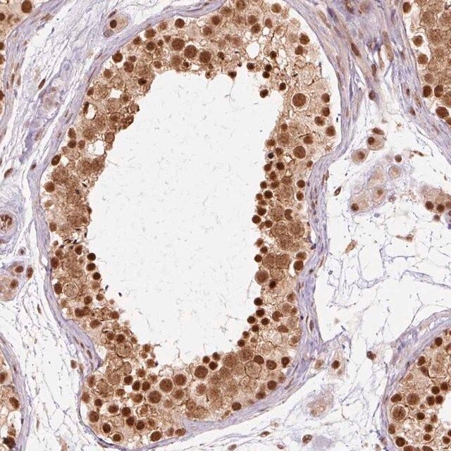 Anti-CSTF1 antibody produced in rabbit