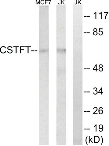 Anti-CSTF2T antibody produced in rabbit