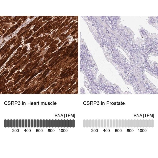 Anti-CSRP3 antibody produced in rabbit