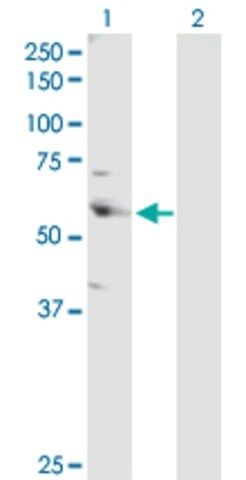 Anti-CSTF2 antibody produced in rabbit