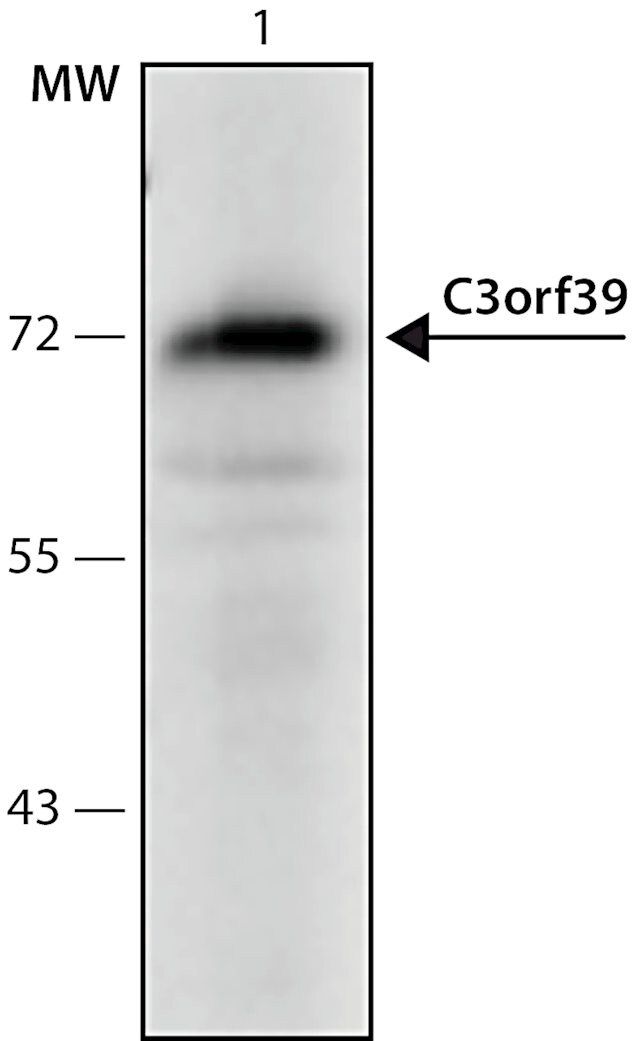 Anti-C3orf39 (401-415) antibody produced in rabbit