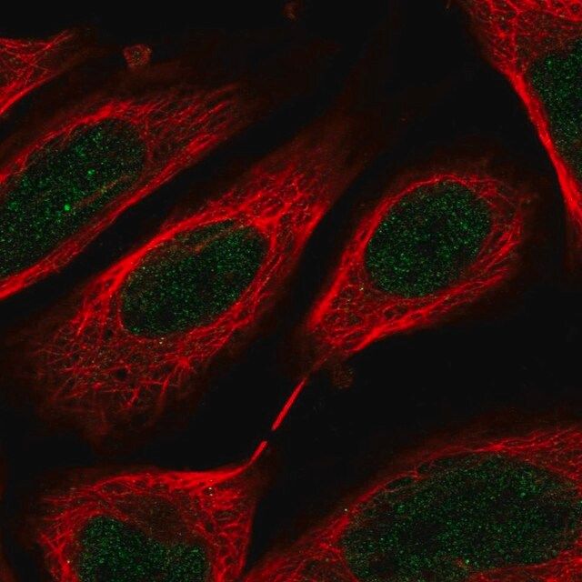 Anti-C8orf44 antibody produced in rabbit