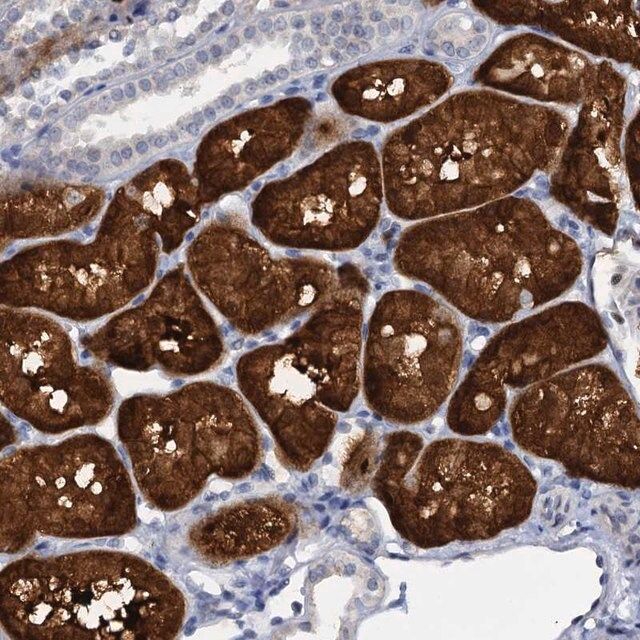 Anti-C15orf39 antibody produced in rabbit