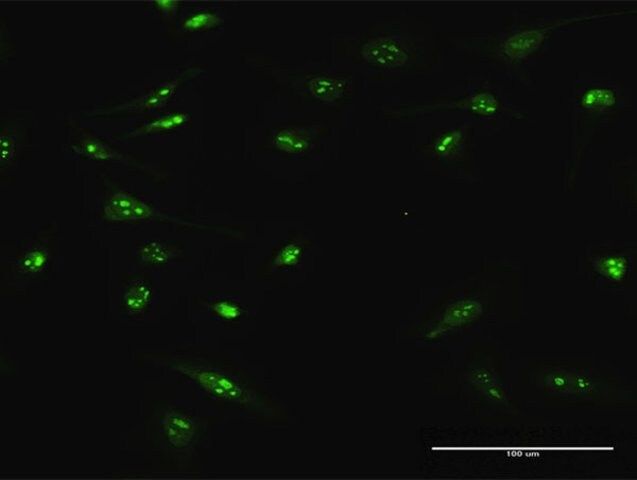 Anti-C4orf43 antibody produced in rabbit