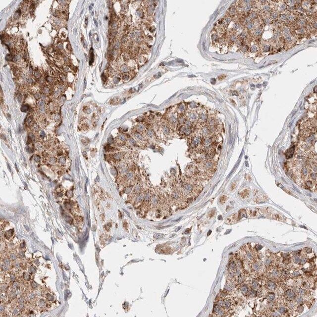 Anti-C17orf53 antibody produced in rabbit