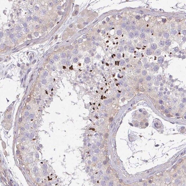 Anti-C19orf54 antibody produced in rabbit