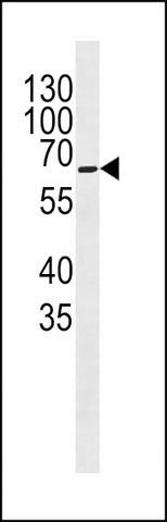 ANTI-COXI (CENTER) antibody produced in rabbit