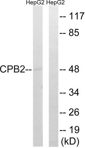 Anti-CPB2 antibody produced in rabbit