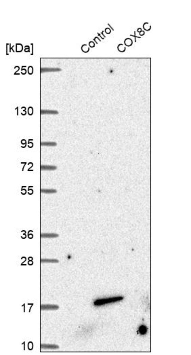 Anti-COX8C antibody produced in rabbit