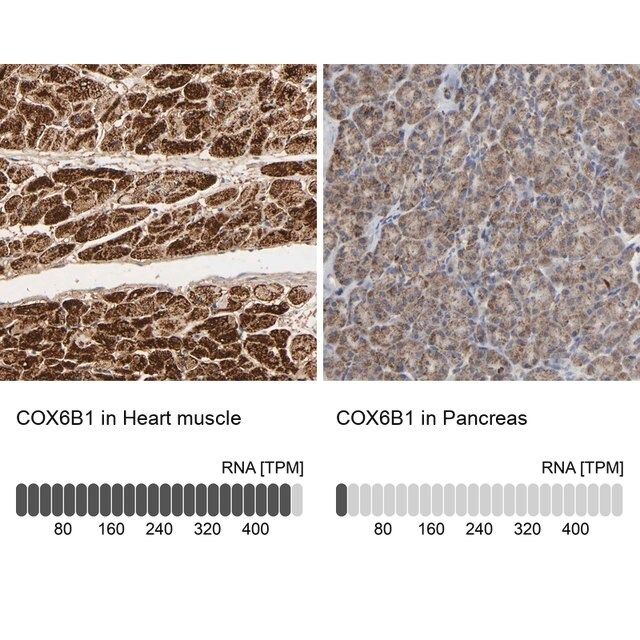 Anti-COX6B1 antibody produced in rabbit