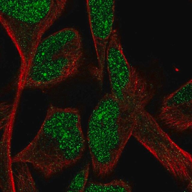 Anti-CPA5 antibody produced in rabbit