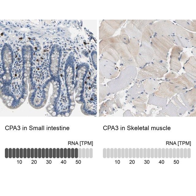 Anti-CPA3 antibody produced in rabbit