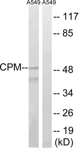 Anti-CPM antibody produced in rabbit