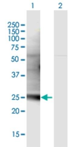 Anti-C1QL3 antibody produced in mouse