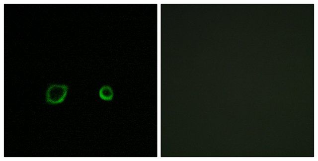 Anti-CNTN4 antibody produced in rabbit