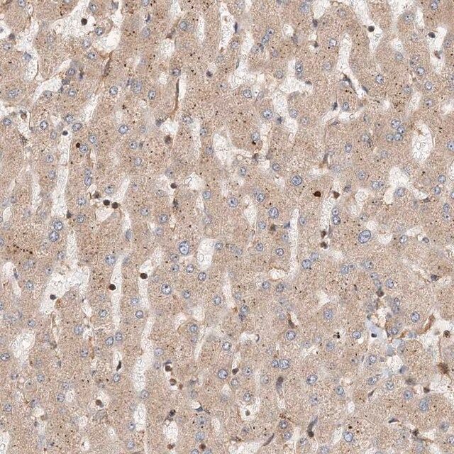 Anti-COLEC11 antibody produced in rabbit