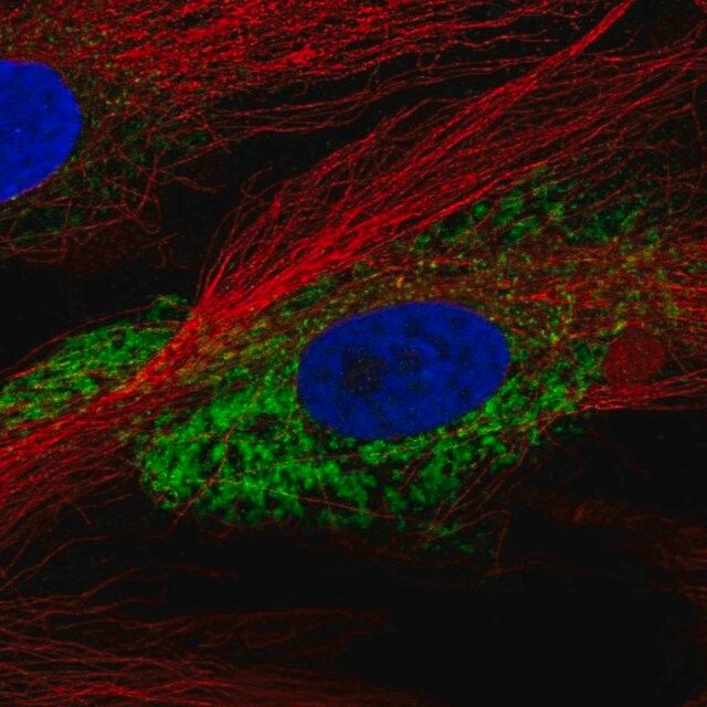 Anti-COL1A2 antibody produced in rabbit