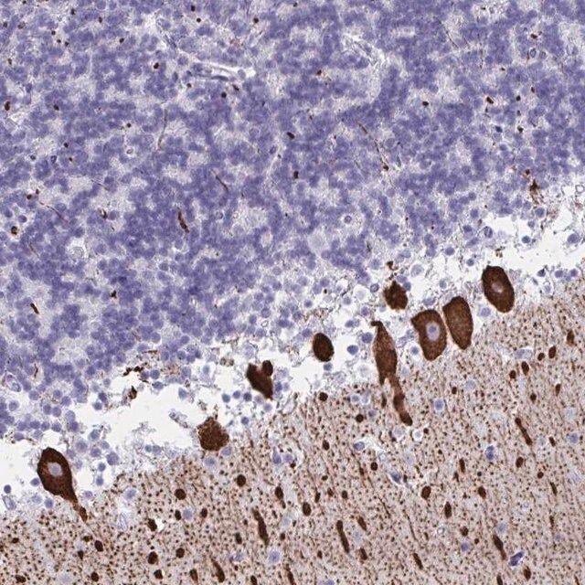 Anti-CDX4 antibody produced in rabbit