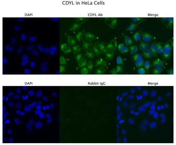 Anti-CDYL, (N-terminal) antibody produced in rabbit