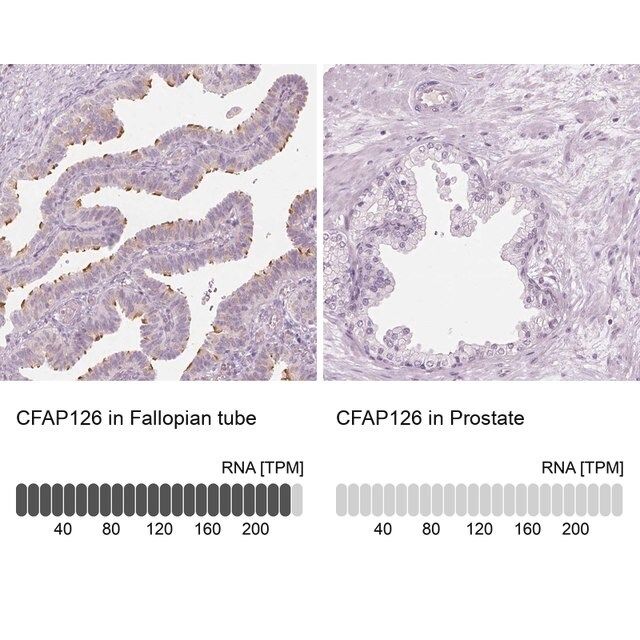 Anti-CFAP126 antibody produced in rabbit