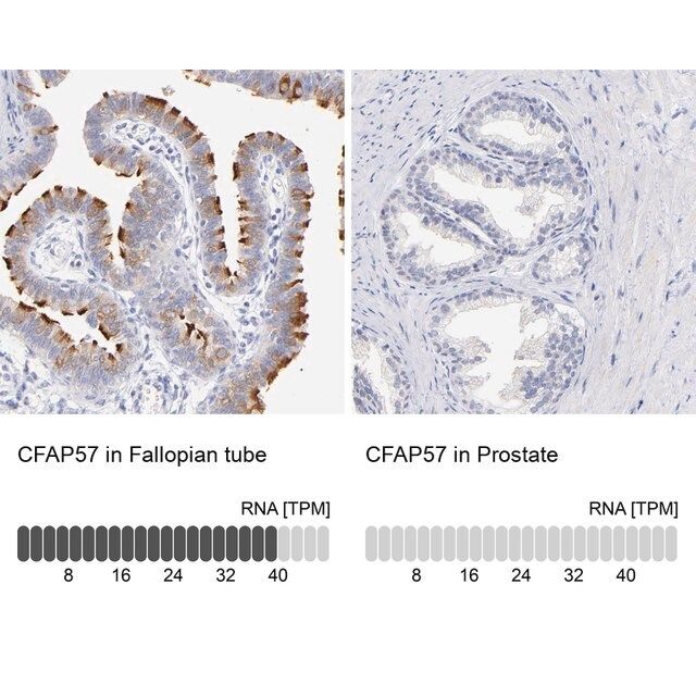 Anti-CFAP57 antibody produced in rabbit