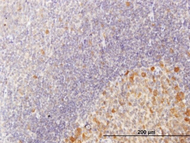 Anti-CDC123 antibody produced in mouse