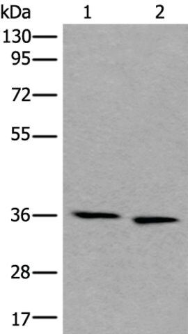 Anti-CDC123