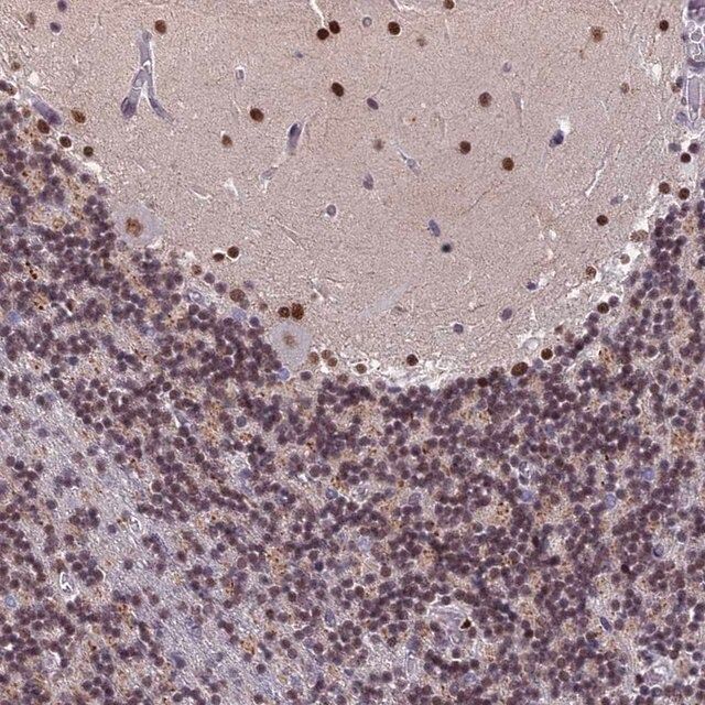 Anti-CDC7 antibody produced in rabbit