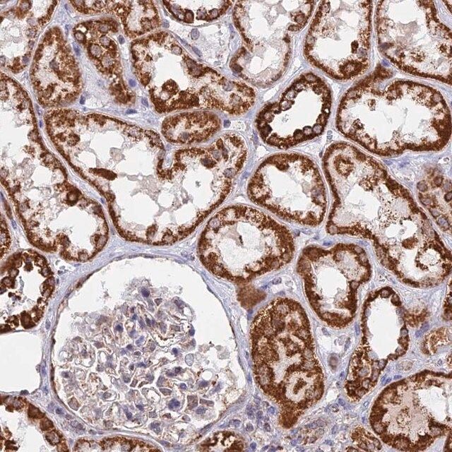 Anti-CDC16 antibody produced in rabbit