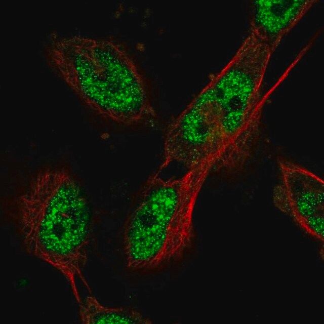 Anti-CDC27 antibody produced in rabbit