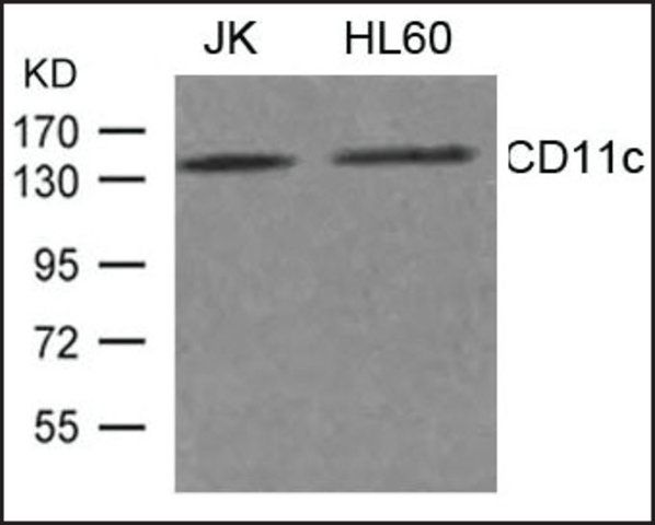Anti-CD11c antibody produced in rabbit
