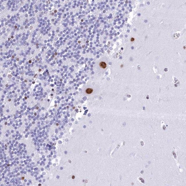 Anti-CDC26 antibody produced in rabbit