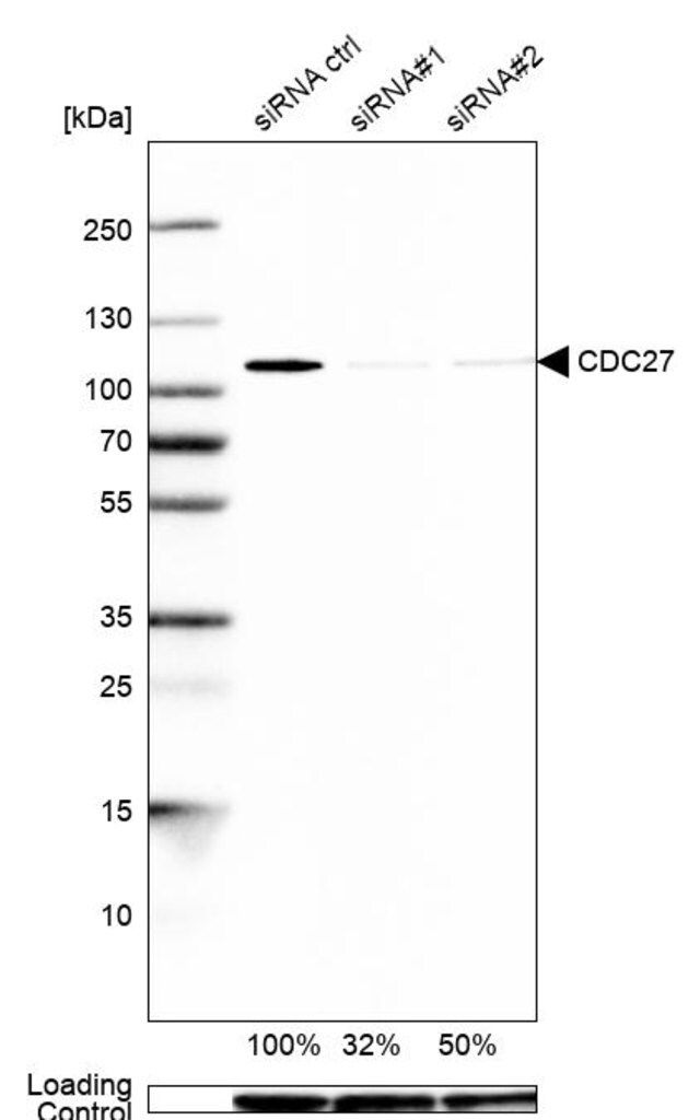 Anti-CDC27 antibody produced in rabbit