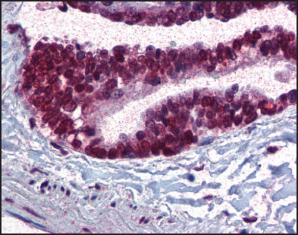 Anti-CDC16 antibody produced in rabbit