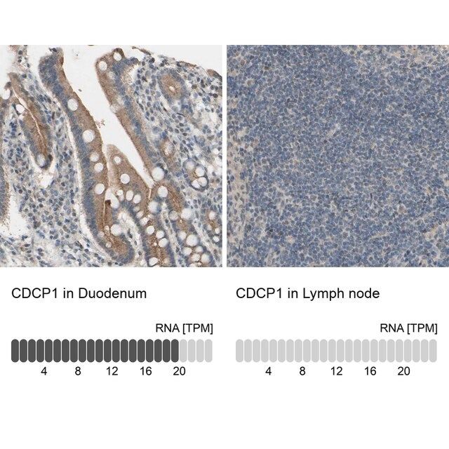 Anti-CDCP1 antibody produced in rabbit