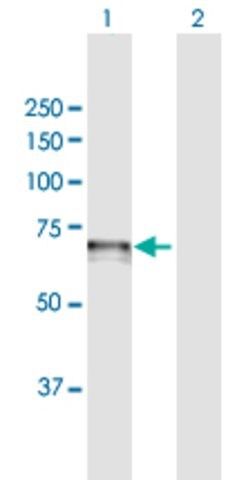 Anti-CDC14A antibody produced in mouse
