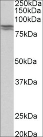 Anti-CDH1 antibody produced in goat