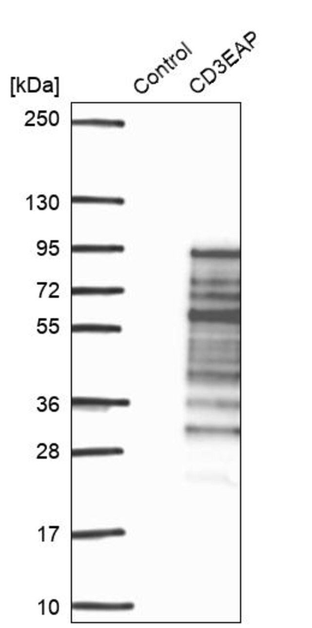 Anti-CD3EAP antibody produced in rabbit