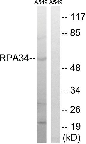 Anti-CD3EAP antibody produced in rabbit