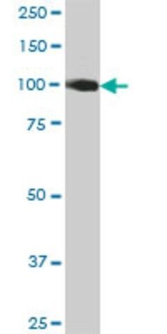 Anti-CDH13 antibody produced in mouse