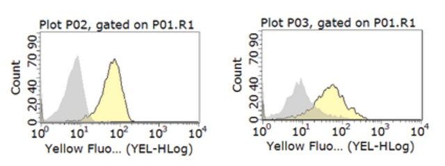 Anti-CD1d Antibody, clone WTH-1