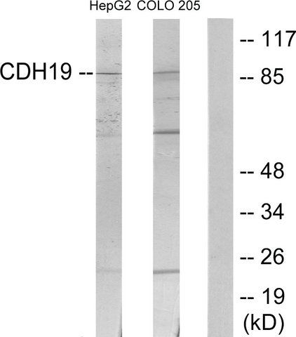 Anti-CDH19 antibody produced in rabbit