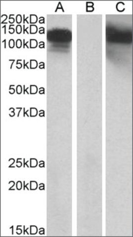 Anti-CDH11 antibody produced in goat
