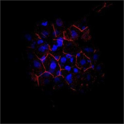 Anti-CDH1 antibody produced in rabbit