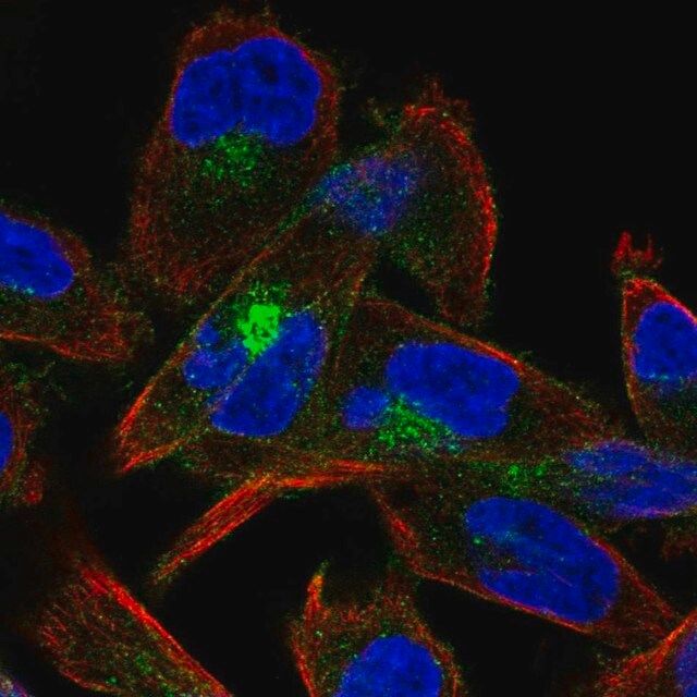 Anti-CDH15 antibody produced in rabbit