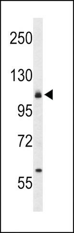 ANTI-CD49F(C-TERMINAL) antibody produced in rabbit