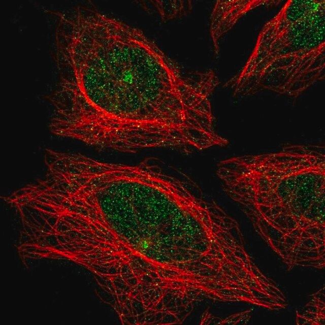 Anti-CDH24 antibody produced in rabbit